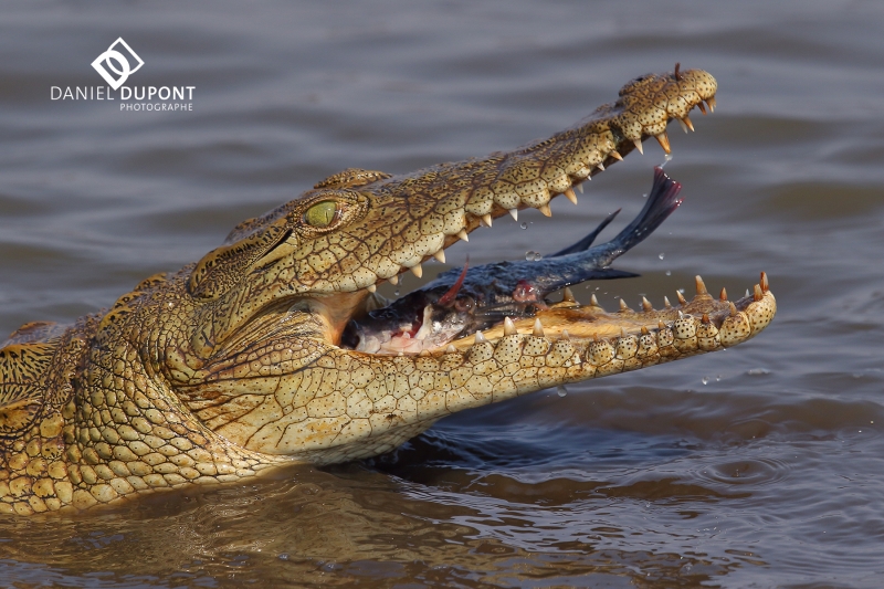 Crocodile du Nil ©