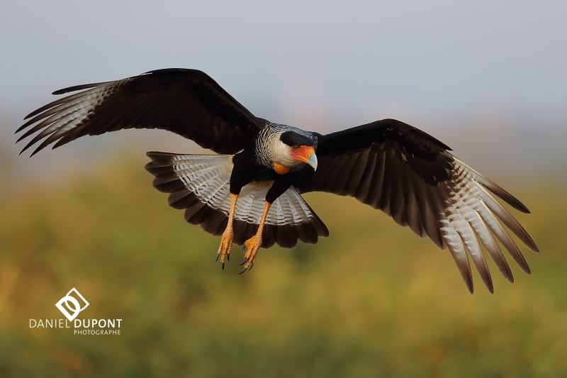 Caracara du Nord