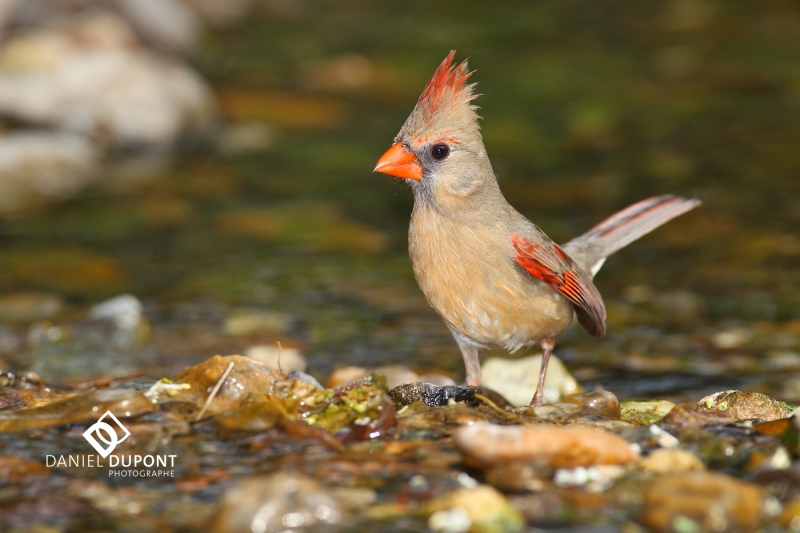 Cardinal rouge femelle ©