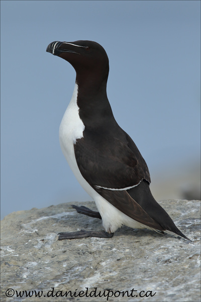 Petit-Pingouin-15-5611