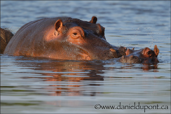 Hippopotame-15-2502
