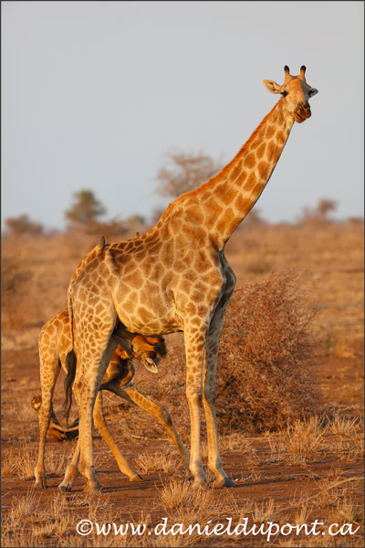 girafe-4-16-8618