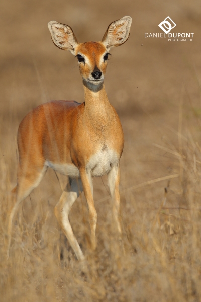 Steenbok ©