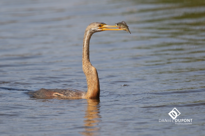 Anhinga d'Afrique ©