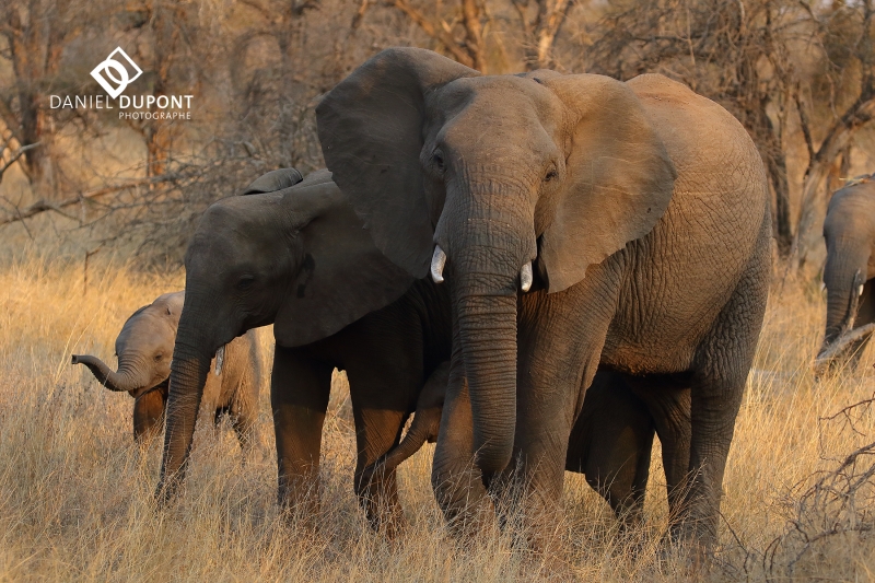 Éléphant d'Afrique ©