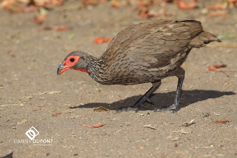 Francolin de Swainson ©