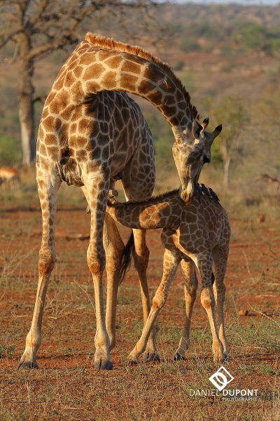 Girafe ©