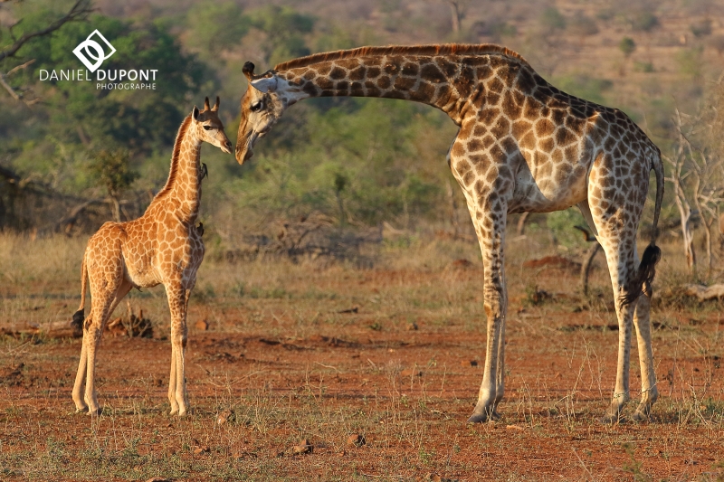 Girafe ©