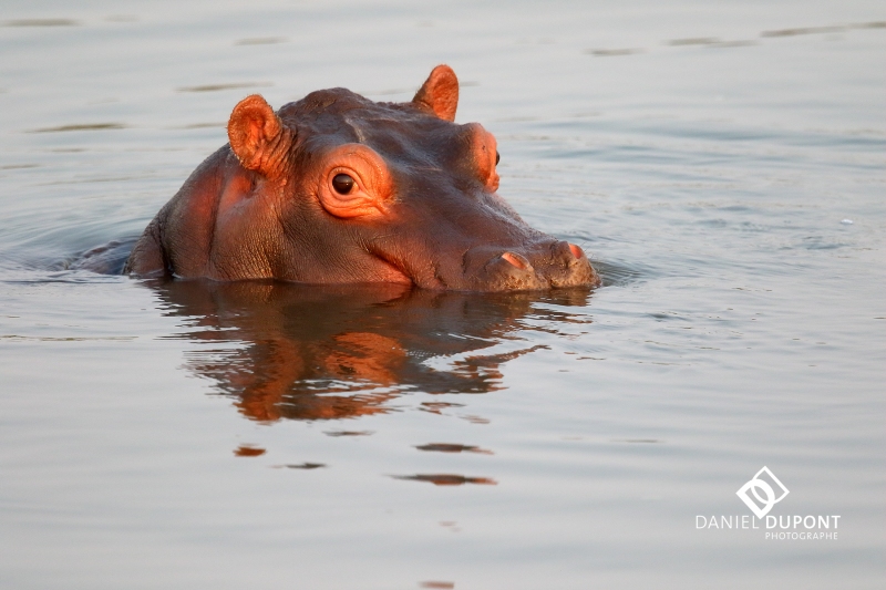 Hippopotame ©