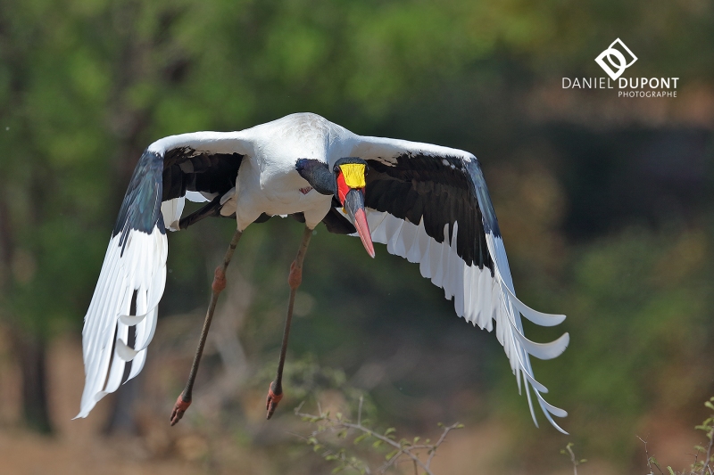 Jabiru d'Afrique ©