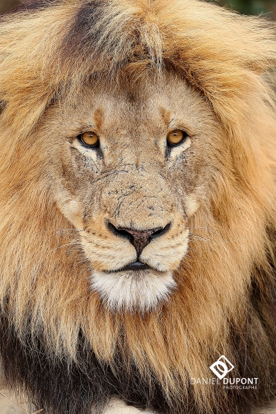Lion mâle ©