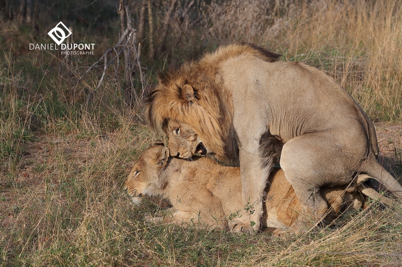 Lion ©