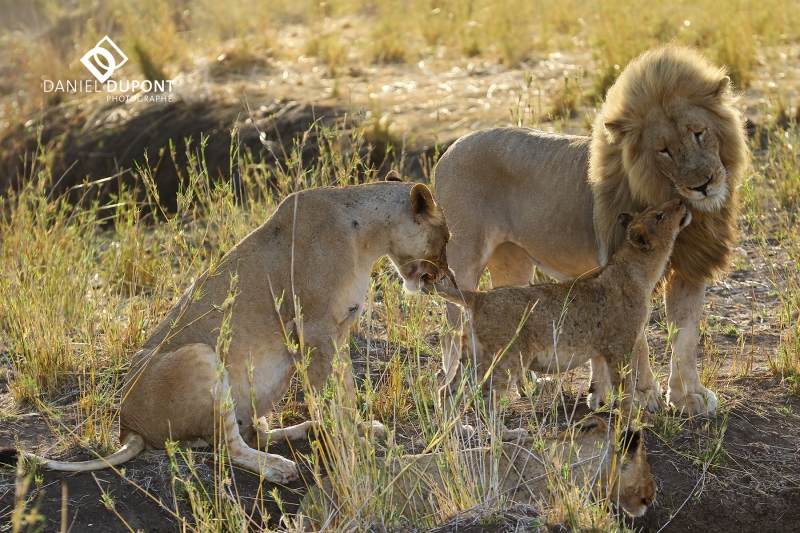 Lion ©