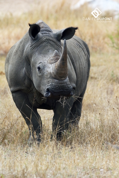 Rhinocéros blanc ©