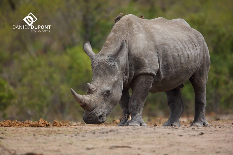 Rhinocéros blanc ©
