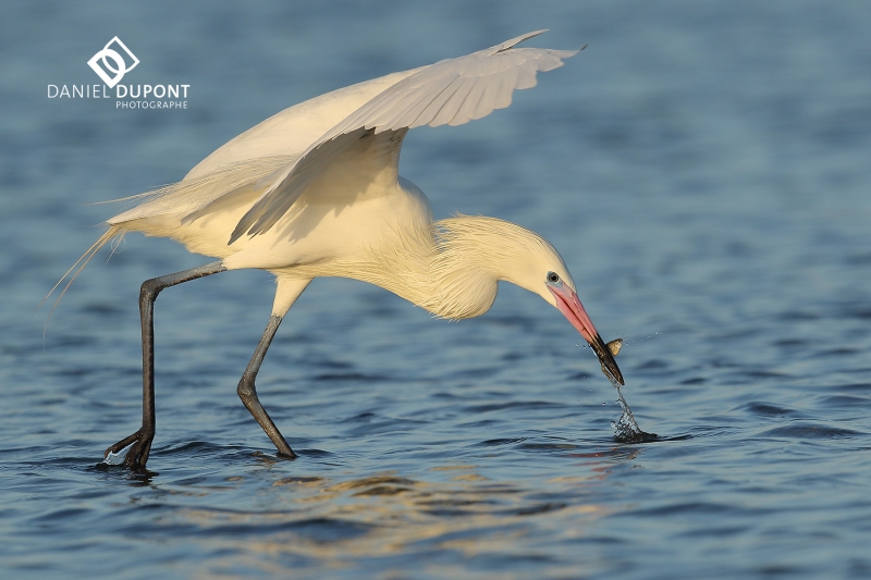 Aigrette roussâtre forme blanche ©