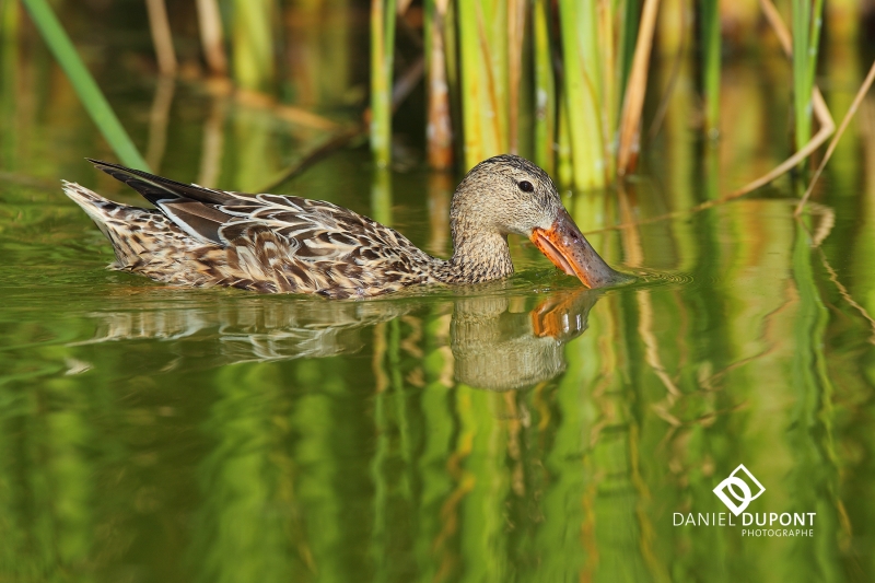 Canard souchet femelle ©