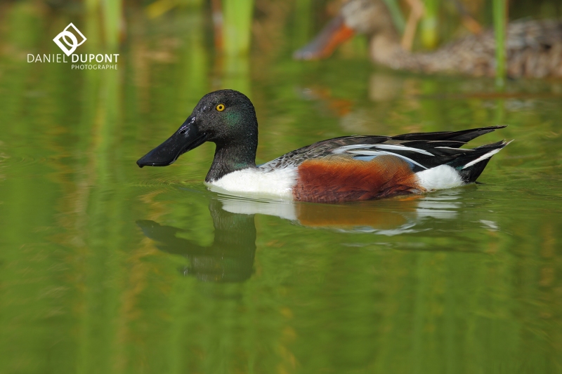 Canard souchet mâle ©