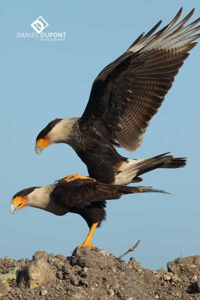 Caracara du Nord ©