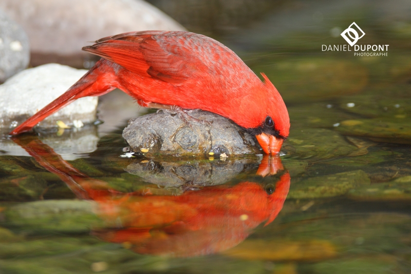 Cardinal rouge mâle ©