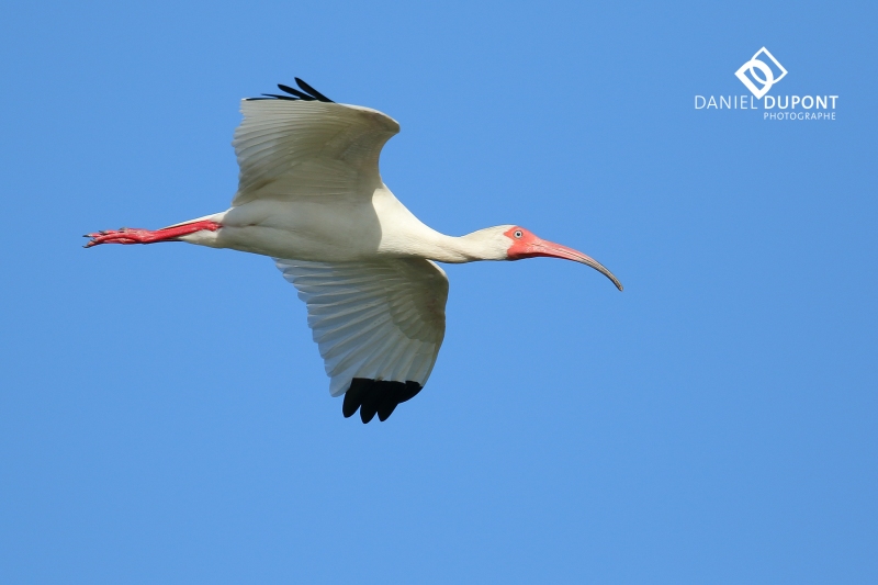 Ibis blanc ©