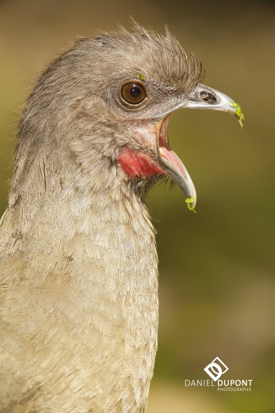 Ortalide chacala ©