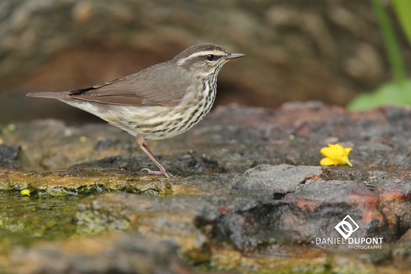 Paruline des ruisseaux ©