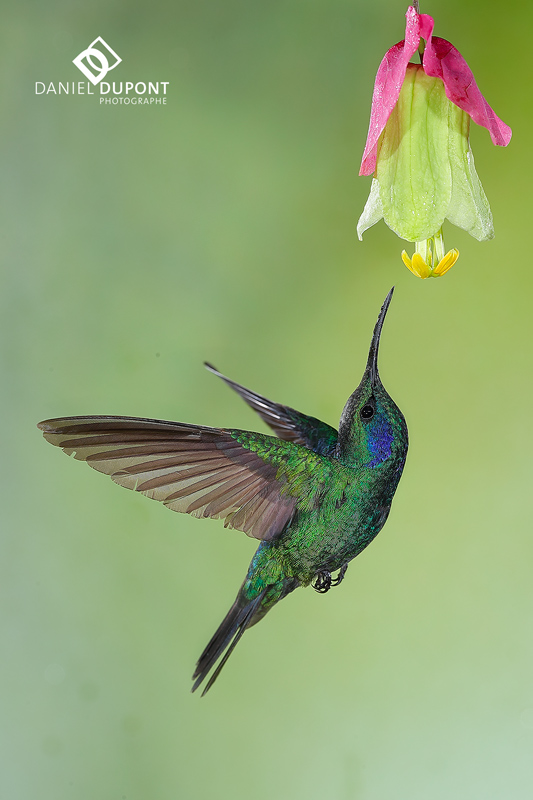 Espèce en vedette : les colibris 